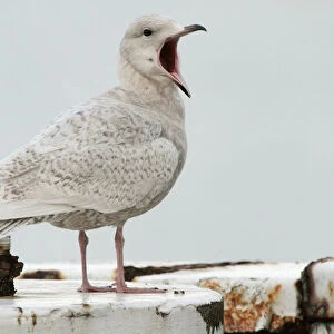 Immature Iceland Gull on a mooring pole, Larus glaucoides