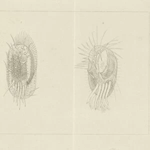 Two infusoria, Jacob Rees, 1881