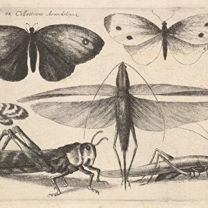 Six insects 1646 Etching first state three Plate