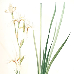Ixia sibirica var. ochroleuca, Iris sp. ; Ixia de Siberie var. a fleurs blanchatres