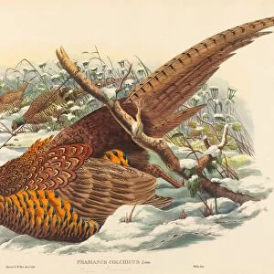 John Gould and W. Hart (British, active 1851 - 1898), Phasianus colchicus (Ring-necked