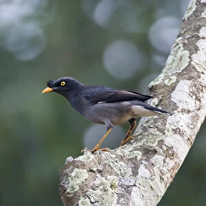Jungle Myna perched in a tree, Acridotheres fuscus