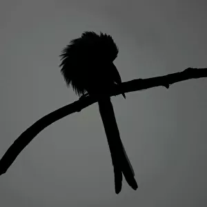 Long-tailed Tit perched on a branch, Aegithalos caudatus
