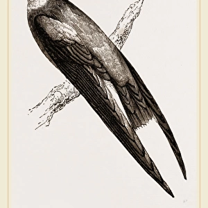 Long-winged Swift