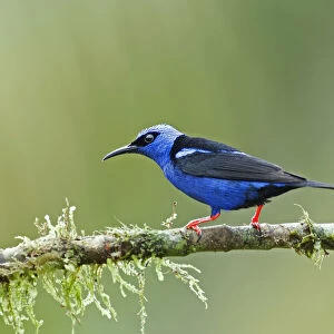 Male Red-legged Honeycreeper perched on a branch, Cyanerpes cyaneus