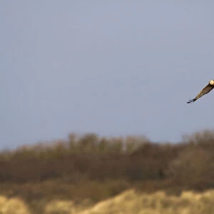 Marsh Harrier, Circus aeruginosus