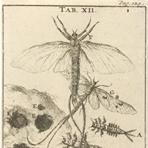Mayfly XII, Jan Luyken, Jan Claesz ten Hoorn, 1680