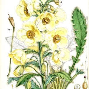 Meconopsis Nepalensis, dc. Fitch, W. H. (Walter Hood) (1817-1892), (Engraver), Hooker