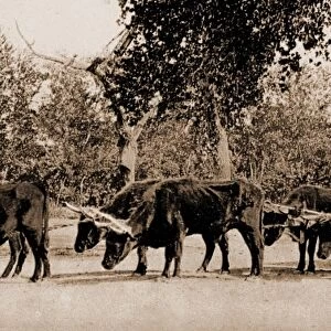 Mexican carreta, Chihuahua, Jackson, William Henry, 1843-1942, Ox teams, Mexico