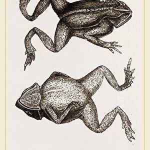 Mitred Toad