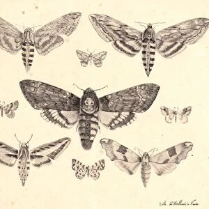 Mlle. A. B. (French, active 19th century). Nine Moths, 19th century. Lithograph