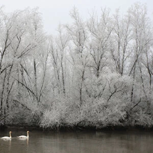 Mute Swans swimming in front of trees covered by hoar-frost Netherlands, Cygnus olor