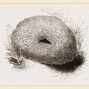 Nest of WaterOuzel