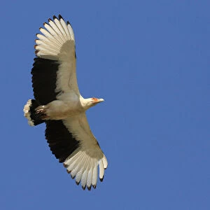 Palm-nut Vulture in flight, Gypohierax angolensis