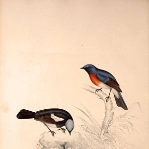 Phoenicura Rubeculoides, Phoenicura Coeruleocephala. Birds from the Himalaya Mountains