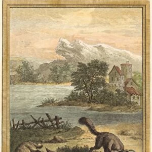 Pierre Franazois Tardieu after Jean-Baptiste Oudry (French, 1711 - 1771), Le loup