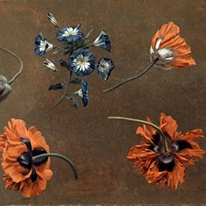 Poppies and Tradascanthus, unknown artist, 18th century, British