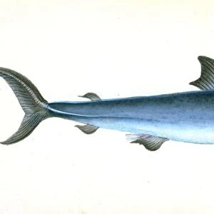 Porbeagle Shark, Squalus Cornubicus, 1808, British fishes, Donovan, E