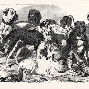 Prize Dogs in the National Dog Show at Islington, London, Uk, 1869
