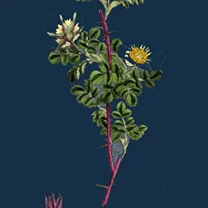 Rosa spinosissima; Common Burnet-Rose