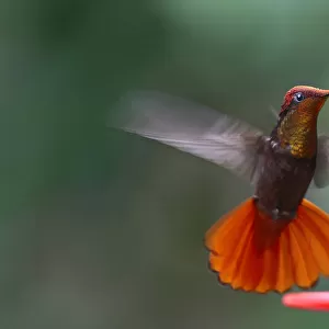 Ruby Topaz Hummingbird