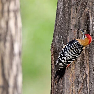 Rufous Bellied Woodpecker