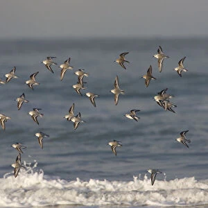 Sanderling group flying, Calidris alba