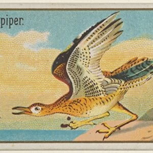 Sandpiper Game Birds series N13 Allen & Ginter Cigarettes Brands