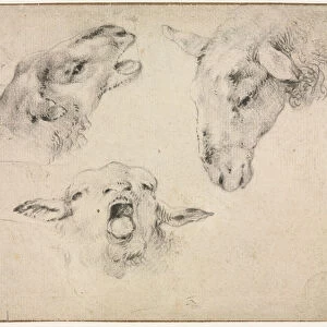 Sheep Heads second third quarter 1800s Wouter Verschuur