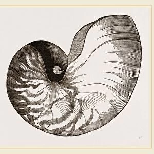 Shell of Pearly Nautilus