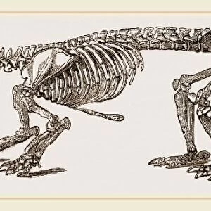 Skeleton of Short-tailed Manis