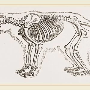 Skeletun of Polar Bear