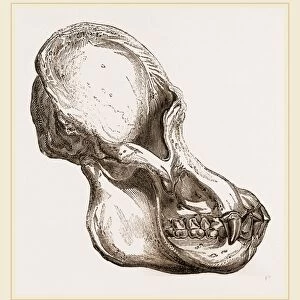 Skull of Orang-Outan