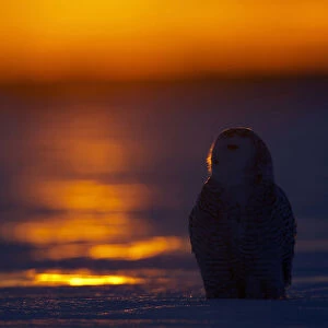 Snowy Owl hunting, Bubo scandiacus