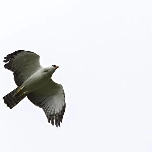 Spizaetus melanoleucus, Black-and-white Hawk-Eagle