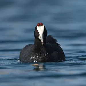 Swimming Red-knobbed Coot, Fulica cristata, Morocco