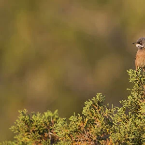 Sylvia conspicillata, Spectacled Warbler, Cyprus