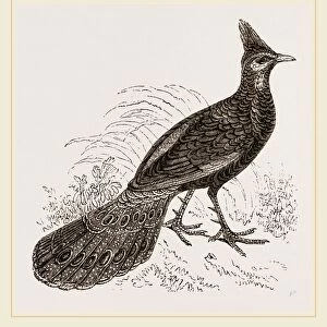 Thibet Peacock-Pheasant