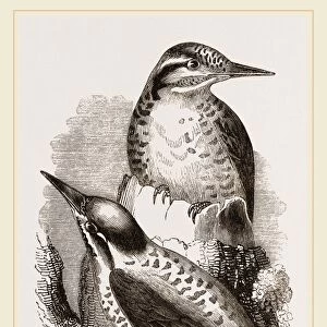 Three-toed Woodpeckers