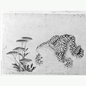 Toad Flowers Edo period 1615-1868 19th century