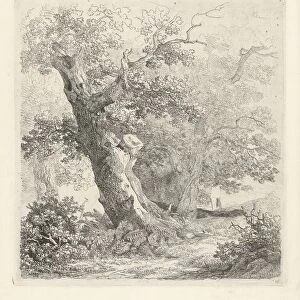 Tree landscape oak trunk sloping left forest edge