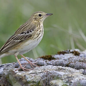 Tree Pipit standing on the ground, Anthus trivialis