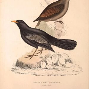 Turdus Poecilopterus, Aztec Thrush. Birds from the Himalaya Mountains, engraving