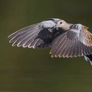 Turtle Dove in flight, Streptopelia turtur, Italy