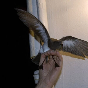 White-bellied Storm Petrel caught on deck off Tristan da Cunha They were attracted by the lights at night