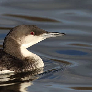 Winter plumage, Black-throated Diver, The Netherlands