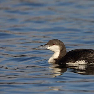 winter plumage, Black-throated Diver, The Netherlands