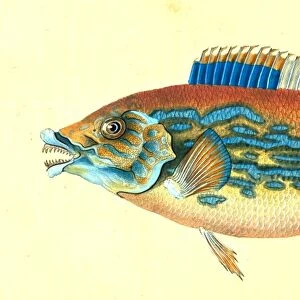Wrasse, striped, Labrus Variegatus, 1802, British fishes, Donovan, E. (Edward), 1768-1837