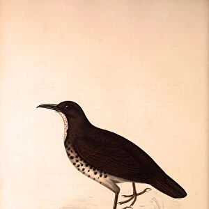Zoothera Monticola, Long-billed Thrush. Birds from the Himalaya Mountains, engraving