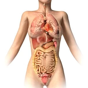 Anatomy of female body with internal organs superimposed